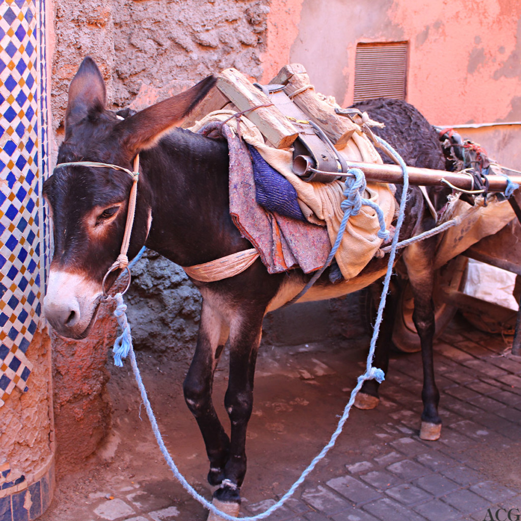 Esel i Marrakech